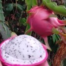 Dragon Fruit Houseplant Rare Tree Live Plant - Plant for Your Home Garden