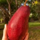 Red Avocado Fruit Houseplant Rare Tree Live Plant - Plant for Your Home Garden