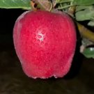 Red Delicious Apple Tree Fruit Houseplant Rare Tree Live Plant - Plant for Your Home Garden