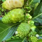 Noni Plant, Great Morinda Fruit Houseplant Rare Tree Live Plant - Plant for Your Home Garden