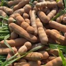 Thai sweet tamarind Fruit Houseplant Rare Tree Live Plant - Plant for Your Home Garden