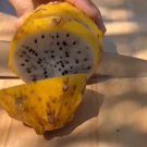 Yellow Dragon Fruit Houseplant Rare Tree Live Plant - Plant for Your Home Garden