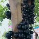 Jaboticaba Brazilian Trunk Grape Fruit Houseplant Rare Tree Live Plant - Plant for Your Home Garden