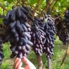 Moondrop Grape Fruit Houseplant Rare Tree Live Plant - Plant for Your Home Garden