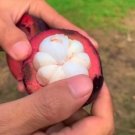 Purple Mangosteen Fruit Houseplant Rare Tree Live Plant - Plant for Your Home Garden