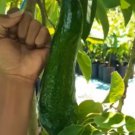 Russell Avocado Tree Fruit Houseplant Rare Live Plant - Plant for Your Home Garden