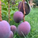 Tommy Atkins Mango Tree Fruit Houseplant Rare Live Plant - Plant for Your Home Garden