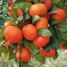 Mandarin Orange Tangerine Tree Fruit Houseplant Rare Live Plant - Plant for Your Home Garden