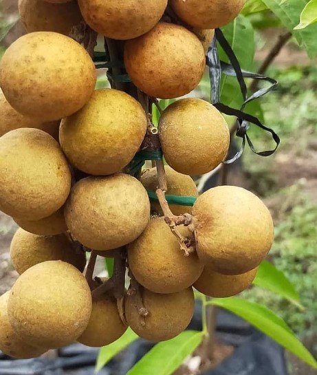 Longan aka Dragon Eye Fruit Houseplant Rare Live Plant - Plant for Your Home Garden