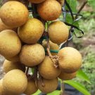 Longan aka Dragon Eye Fruit Houseplant Rare Live Plant - Plant for Your Home Garden