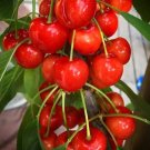 Rare Dwarf BING CHERRY Fruit Houseplant Rare Live Plant - Plant for Your Home Garden