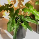 Philodendron Golden Dragon Flower Houseplant Rare Live Plant - Plant for Your Home Garden