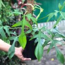philodendron glad hands Flower Houseplant Rare Live Plant - Plant for Your Home Garden