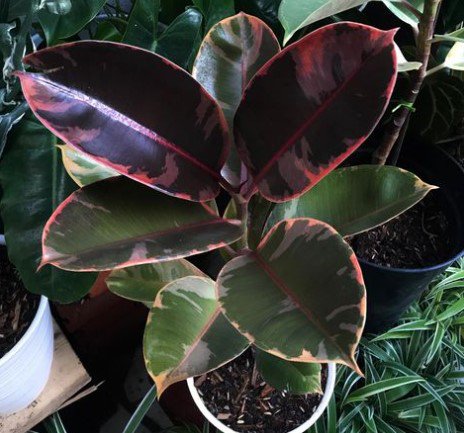 Ruby Rubber Tree Ficus elastica Flower Houseplant Rare Live Plant - Plant for Your Home Garden