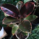 Ruby Rubber Tree Ficus elastica Flower Houseplant Rare Live Plant - Plant for Your Home Garden
