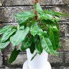 Philodendron Burle Marx Flower Houseplant Rare Live Plant - Plant for Your Home Garden