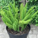 Foxtail (Asparagus Meyeri) Fern Flower Houseplant Rare Live Plant - Plant for Your Home Garden