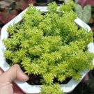 Sedum japonicum 'Golden Moss' Flower Houseplant Rare Live Plant - Plant for Your Home Garden