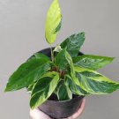 Ctenanthe Lubbersiana Flower Houseplant Rare Live Plant - Plant for Your Home Garden