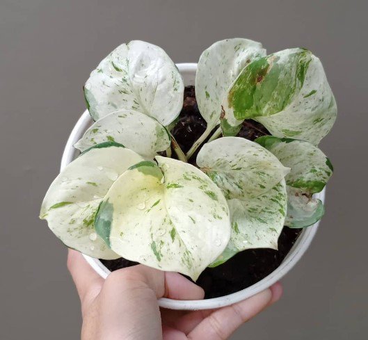 Rare Manjula Pothos Hight variegated Flower Houseplant Rare Live Plant - Plant for Your Home Garden