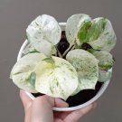 Rare Manjula Pothos Hight variegated Flower Houseplant Rare Live Plant - Plant for Your Home Garden