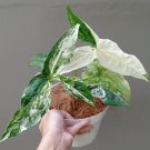 Rare Syngonium Variegata Flower Houseplant Rare Live Plant - Plant for Your Home Garden
