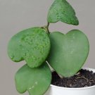 Sweetheart hoya Flower Houseplant Live Plant - Plant for Your Home Garden