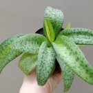 Variegated Leopard Lily Flower Houseplant Live Plant - Plant for Your Home Garden