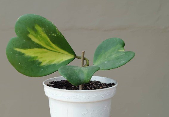 Hoya Kerri Reverse Variegata Flower Houseplant Live Plant - Plant for Your Home Garden
