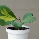 Hoya Kerri Reverse Variegata Flower Houseplant Live Plant - Plant for Your Home Garden