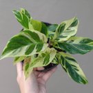 Calathea yellow fusion Flower Houseplant Live Plant - Plant for Your Home Garden