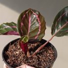 Calathea 'Dottie' Calathea Roseopicta Flower Houseplant Live Plant - Plant for Your Home Garden
