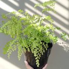 Maiden Hair Fern Large Flower Houseplant Live Plant - Plant for Your Home Garden
