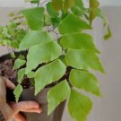 Maidenhair silver dollar Fern Flower Houseplant Live Plant - Plant for Your Home Garden