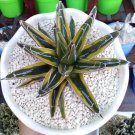 Agave Victoria Reginae Variegated Flower Houseplant Live Plant - Plant for Your Home Garden