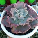 Echeveria Cleopatra Rare Flower Houseplant Live Plant - Plant for Your Home Garden