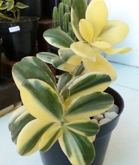 Variegated Jade Plant Rare Flower Houseplant Live Plant - Plant for Your Home Garden
