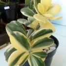 Variegated Jade Plant Rare Flower Houseplant Live Plant - Plant for Your Home Garden