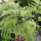 Asparagus Plumosus Nana Lace Fern Flower Houseplant Live Plant - Plant for Your Home Garden