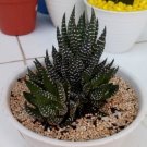 Zebra Haworthia Fasciata Flower Houseplant Live Plant - Plant for Your Home Garden