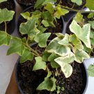Ivy Variegated Tree Ivy Flower Houseplant Live Plant - Plant for Your Home Garden