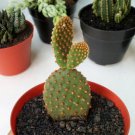Opuntia Mini Cactus Flower Houseplant Live Plant - Plant for Your Home Garden