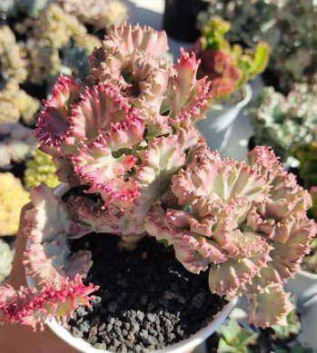 euphorbia lactea pink Cactus Flower Houseplant Live Plant - Plant for Your Home Garden