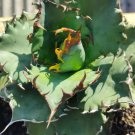 Agave Titanota Beautiful Cactus Flower Houseplant Live Plant - Plant for Your Home Garden