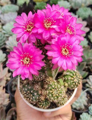 Peanut Cactus Chamaelobivia 'Rose Quartz' Flower Houseplant Live Plant - Plant for Your Home Garden