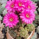 Peanut Cactus Chamaelobivia 'Rose Quartz' Flower Houseplant Live Plant - Plant for Your Home Garden