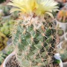 Coryphantha pallida Cactus Flower Houseplant Live Plant - Plant for Your Home Garden