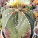 Astrophytum myriostigma Cactus Flower Houseplant Live Plant - Plant for Your Home Garden