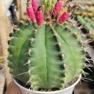 Melocactus Guitartii Cactus Flower Houseplant Live Plant - Plant for Your Home Garden
