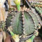 Gymnocalycium RARE Cactus Flower Houseplant Live Plant - Plant for Your Home Garden